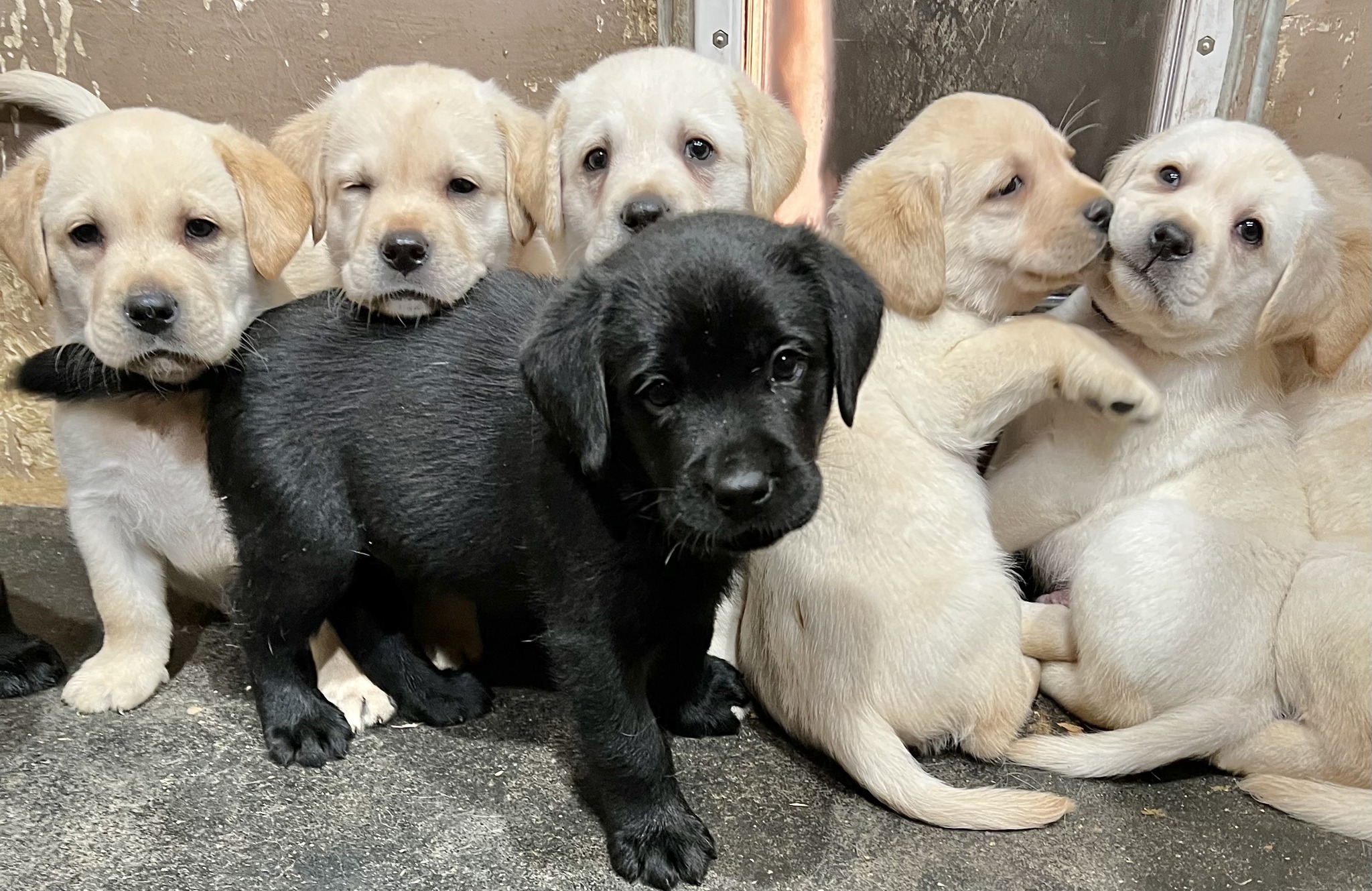 True Labradors
