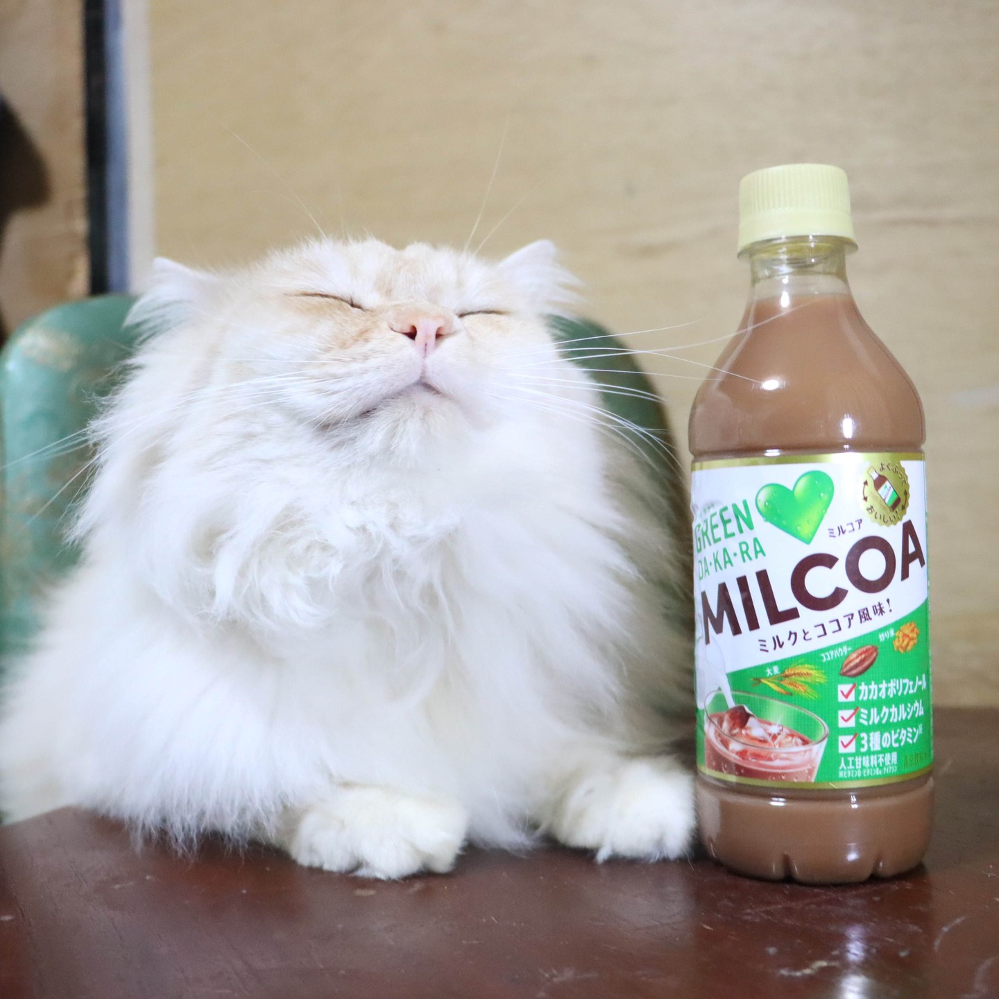 かご猫 Blog - ちゃぶ台の上のMILCOA #MILCOA #テーブルの猫 #かご猫 #ちび #うずまき...