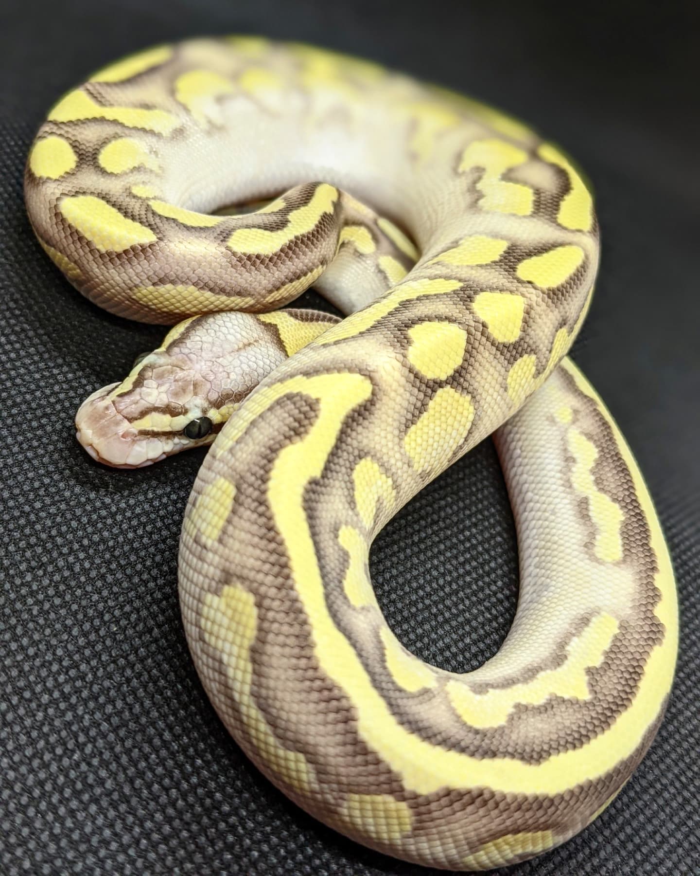 South Caribbean Exotics