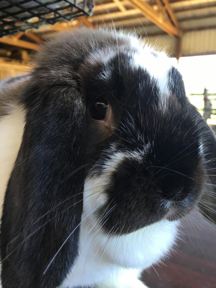 Velvet Touch Rabbitry | Stafford OR