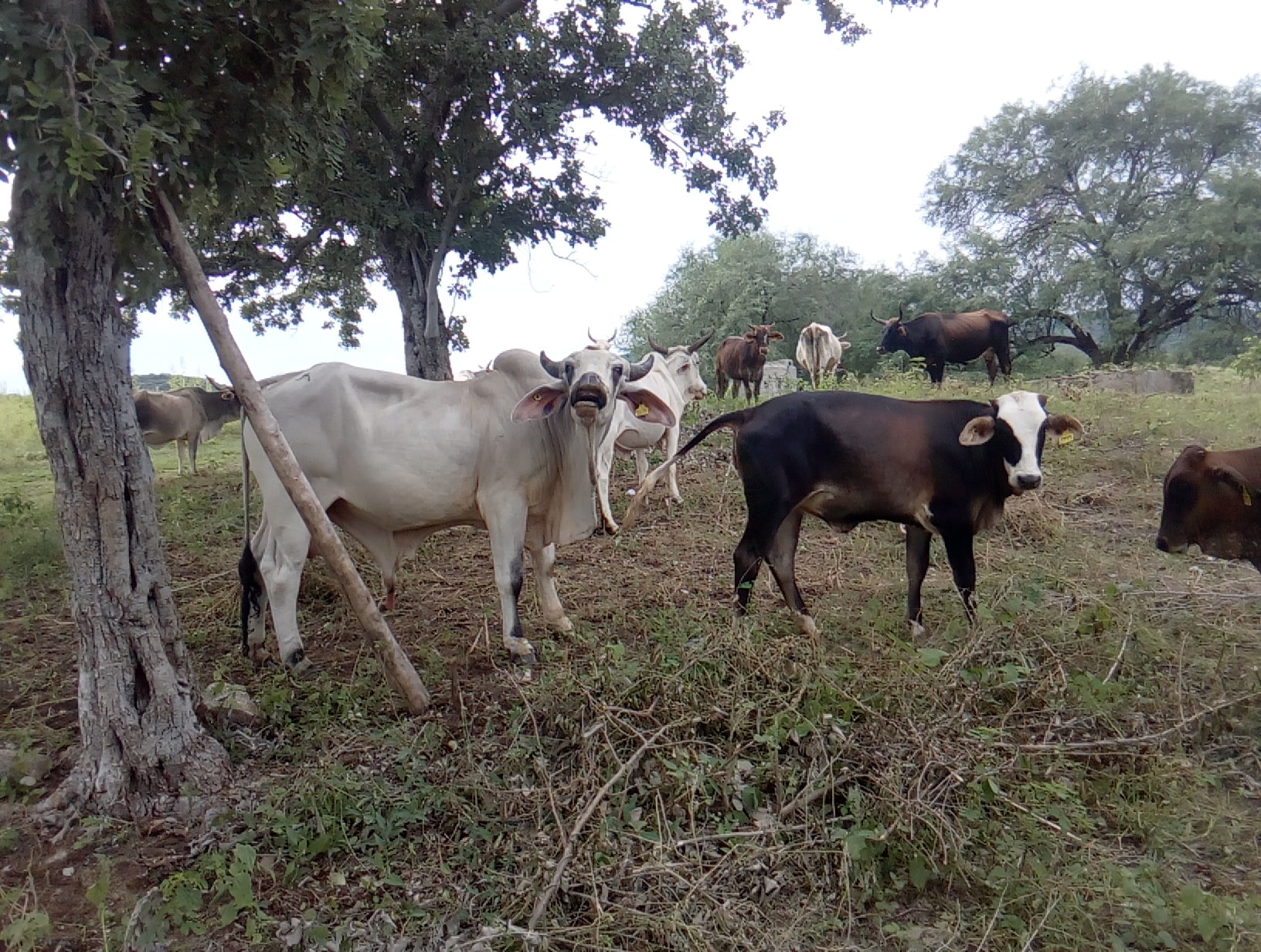 Rancho El Chilicote Choix Sin Mx