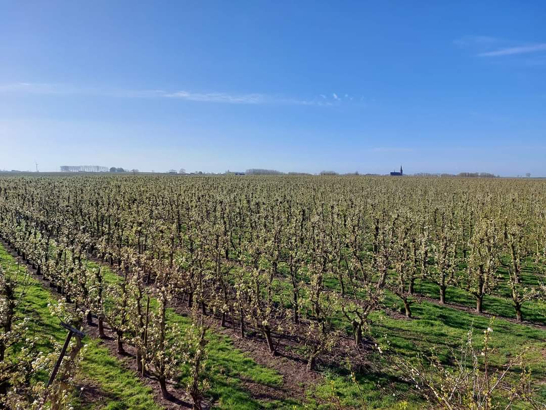 Fruit D'Haemer | Pepingen