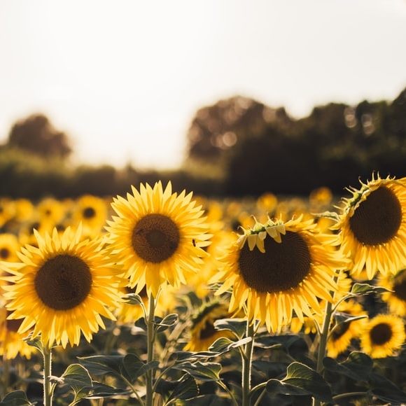 Sassy Sunflower Sassy Sunflower added a new photo.