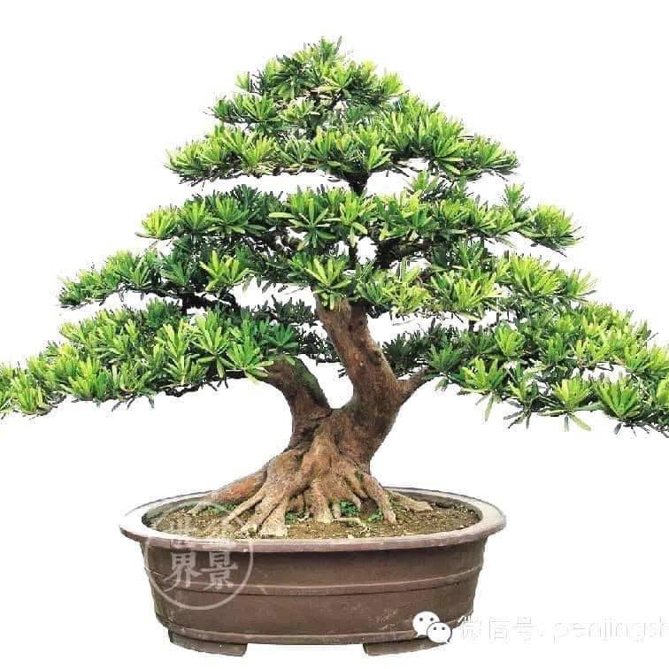 [Video]Maba Buxifolia | Diospyros Ferrea | Kayu Gading Gajah | 象牙木 | 黑木 ...