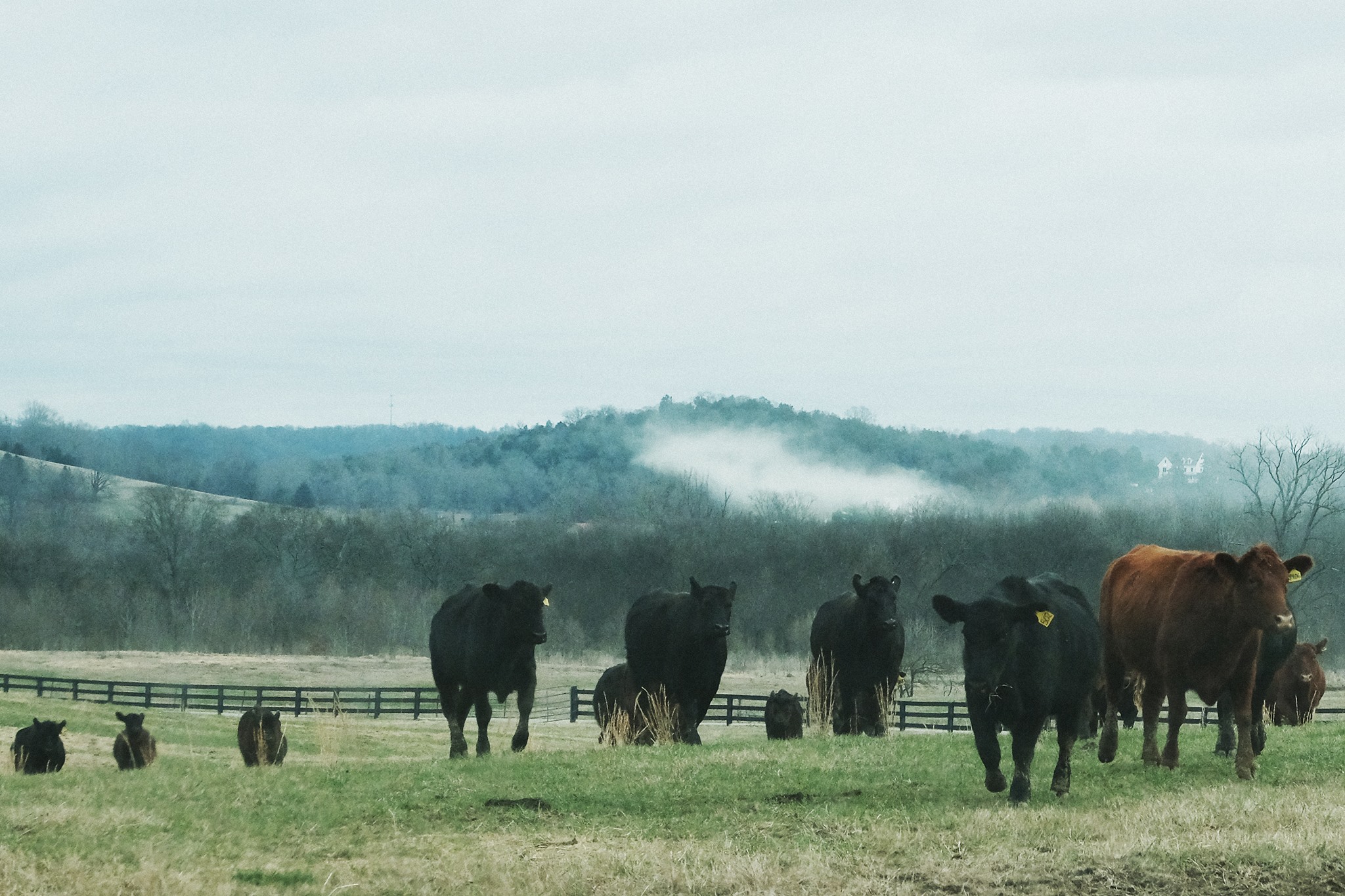 Parks Ridge Cattle LLC added a... - Parks Ridge Cattle LLC