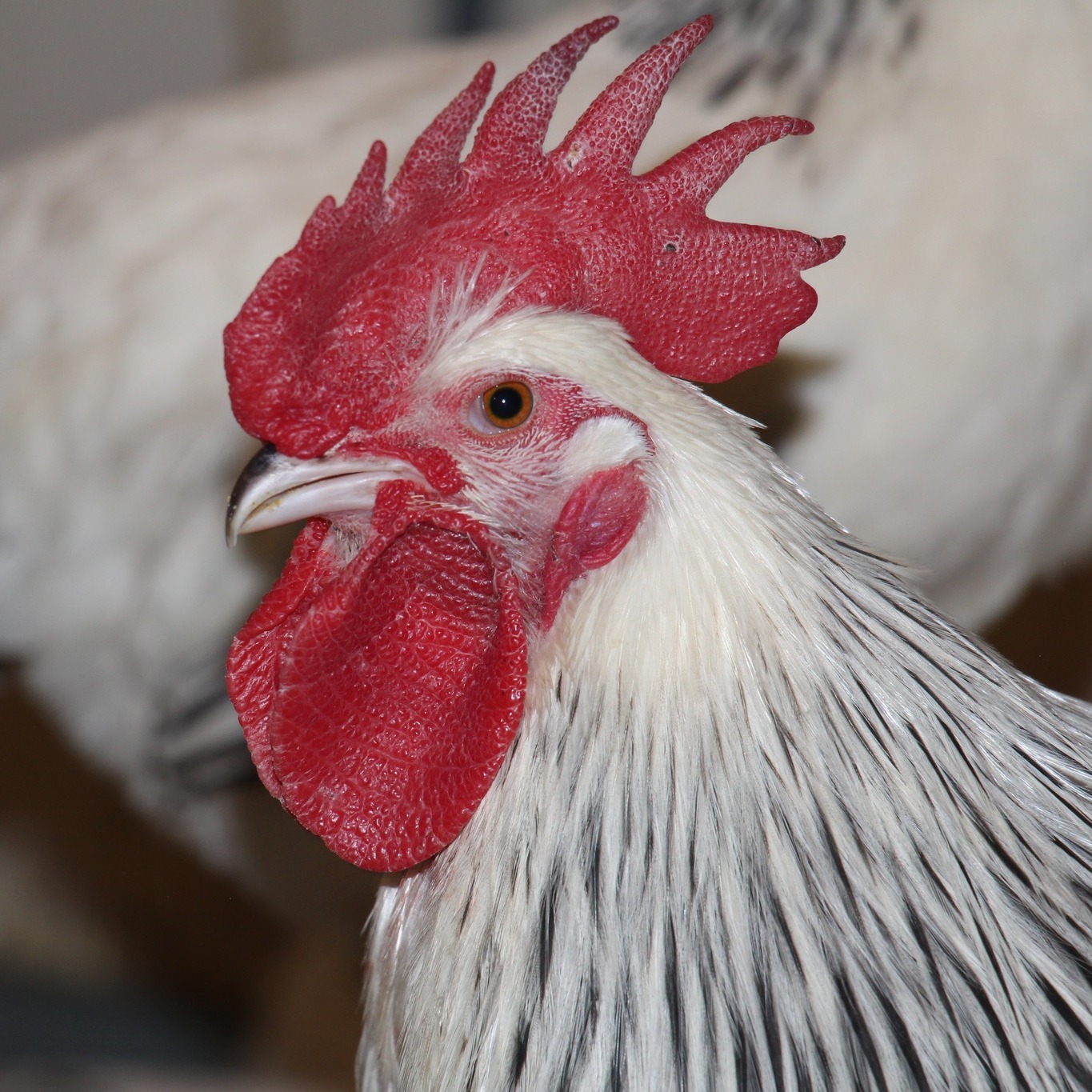 Start... - University of Alberta Heritage Chickens Program | Facebook