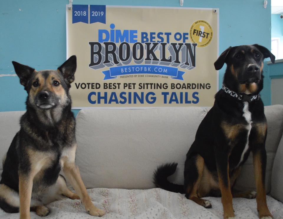 Chasing Tails | Brooklyn NY