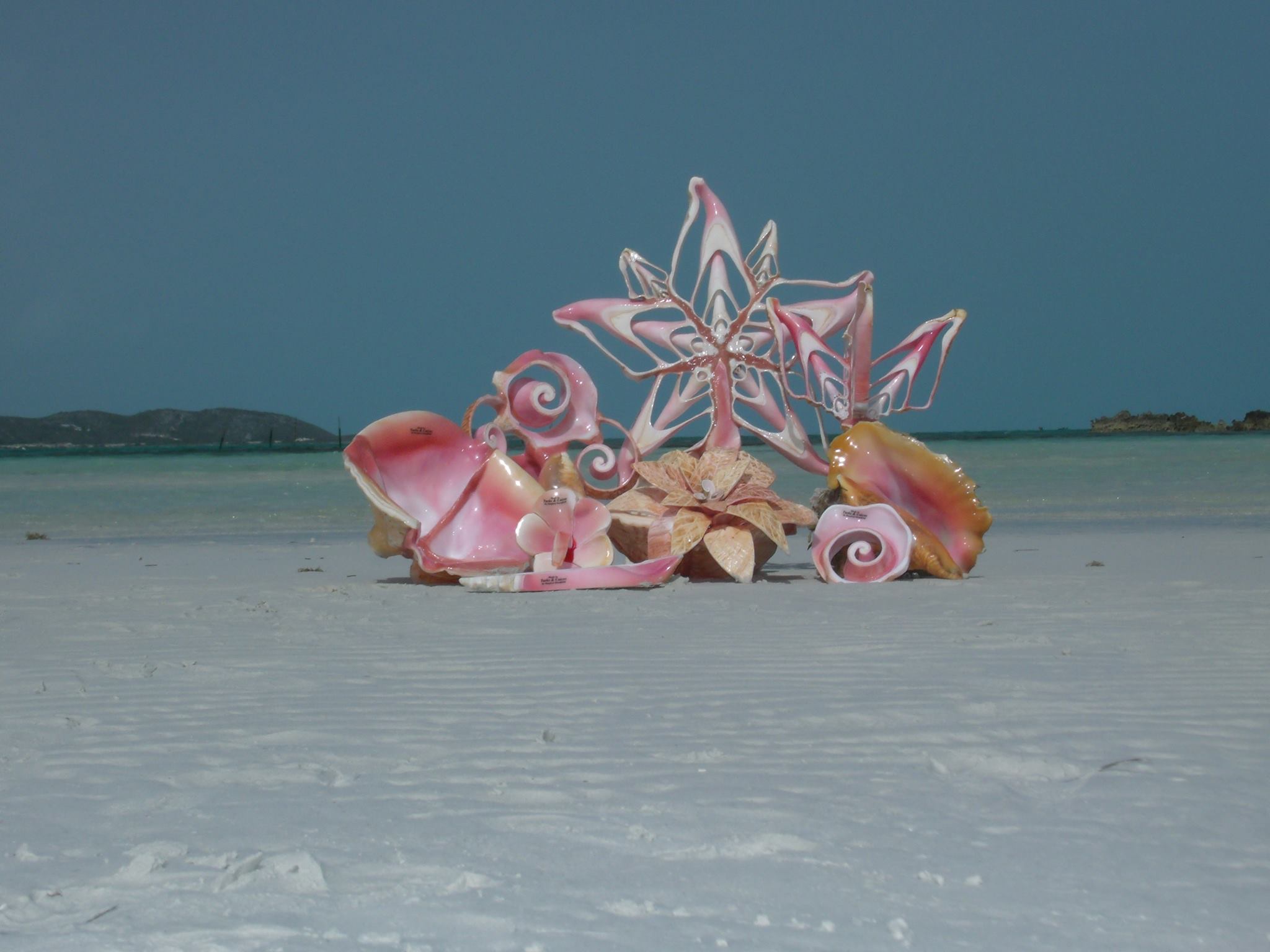 TCI Shellman