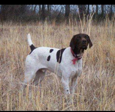Puppy retrieve, having fun!!! | Prince's Quality Gun Dogs