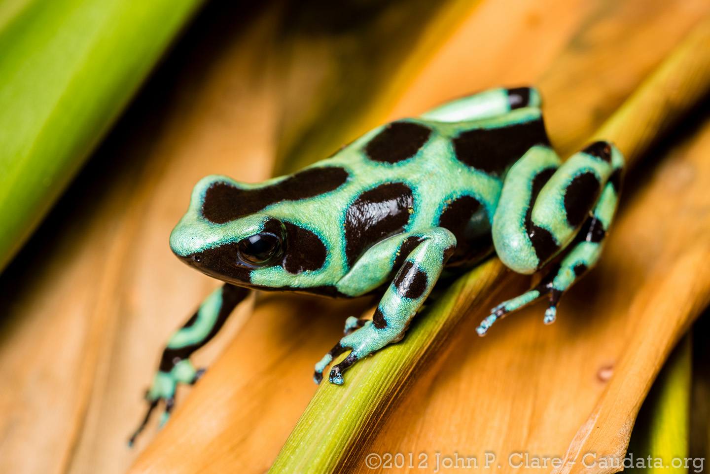 The green-and-black poison dart frog (Dendrobates auratus) is a