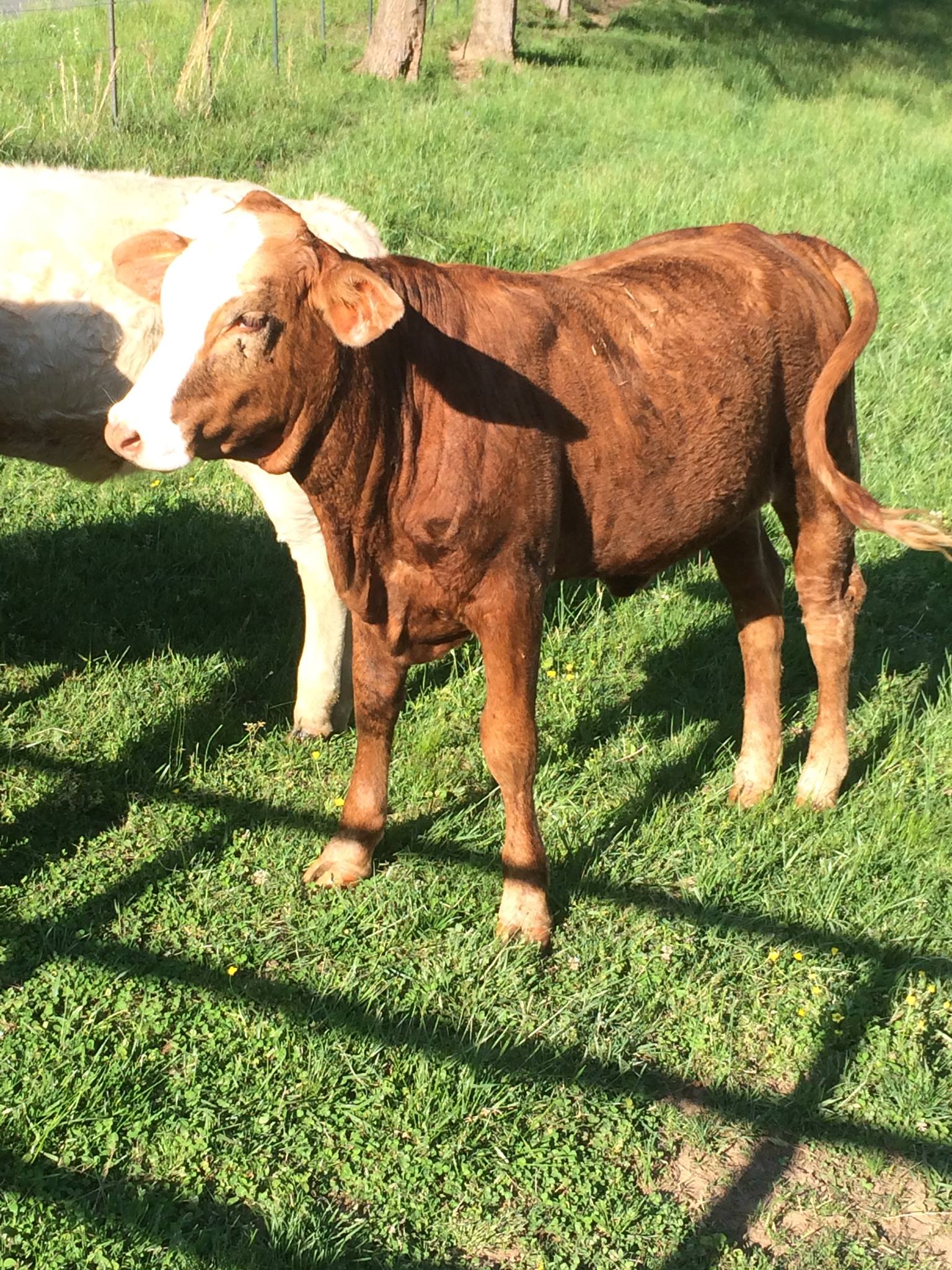 Blue Ridge Beef, Inc. | Blue Ridge GA