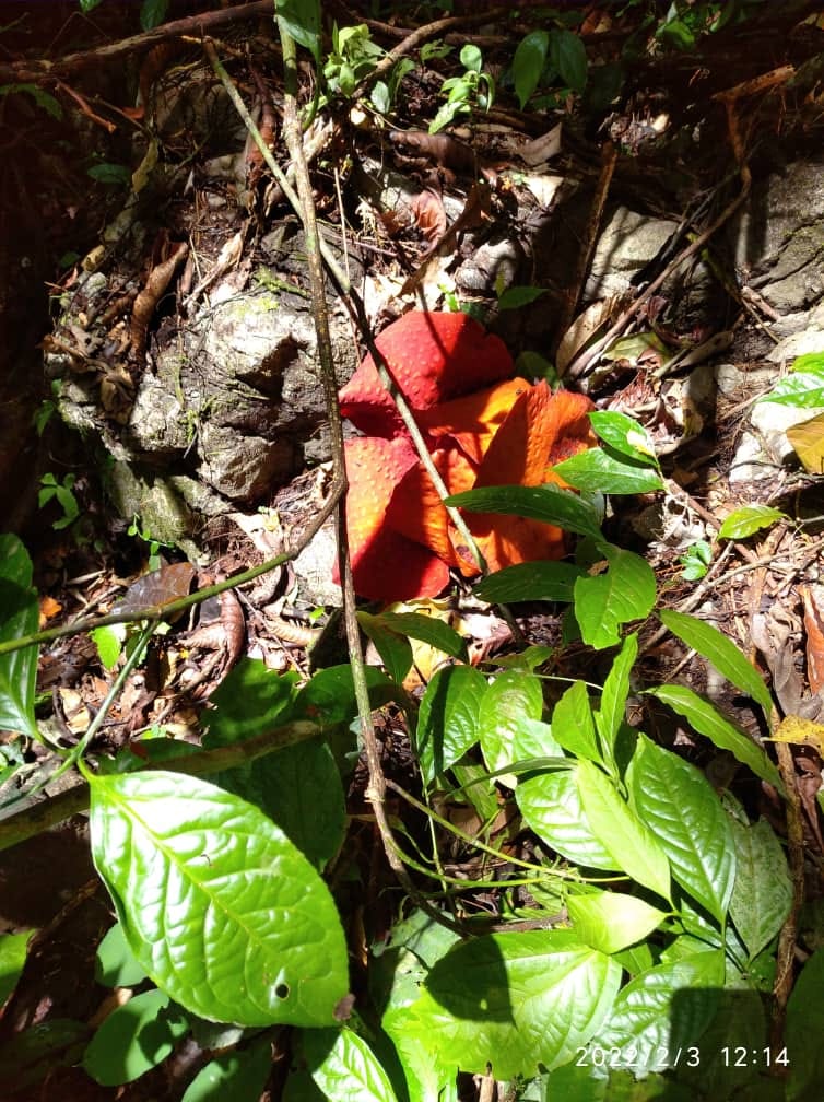 Rafflesia Garden Kampung Timurang | Kuching