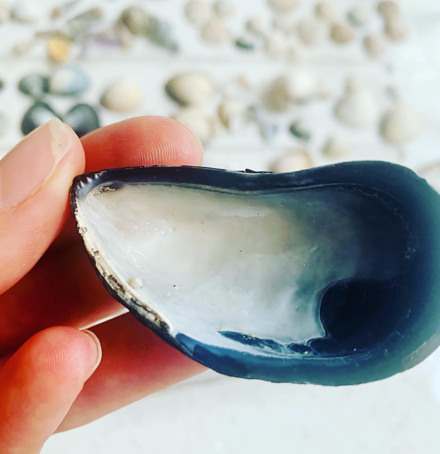 The Shell Queen