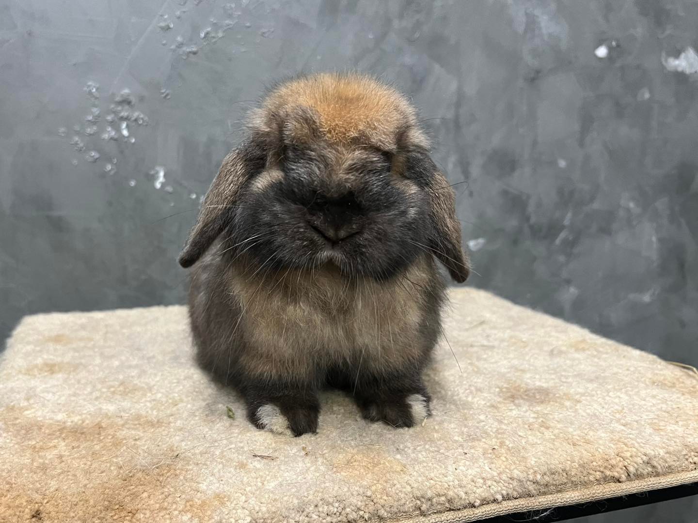 KB Rabbit - หน้าไปโดนอะไรมา .. 🤣😂🤣 #kbrabbit...