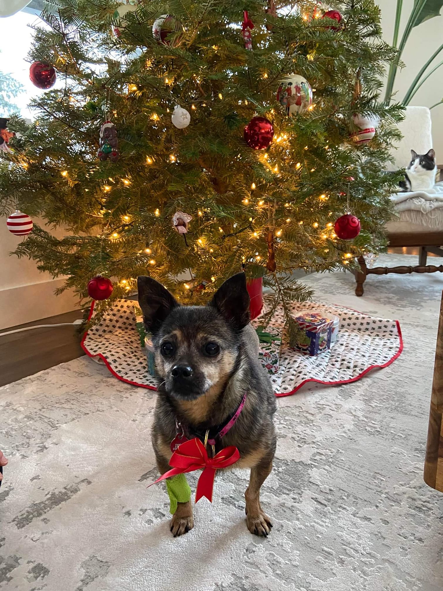 Our poor little old lady,... - Paws it Forward Dog Rescue