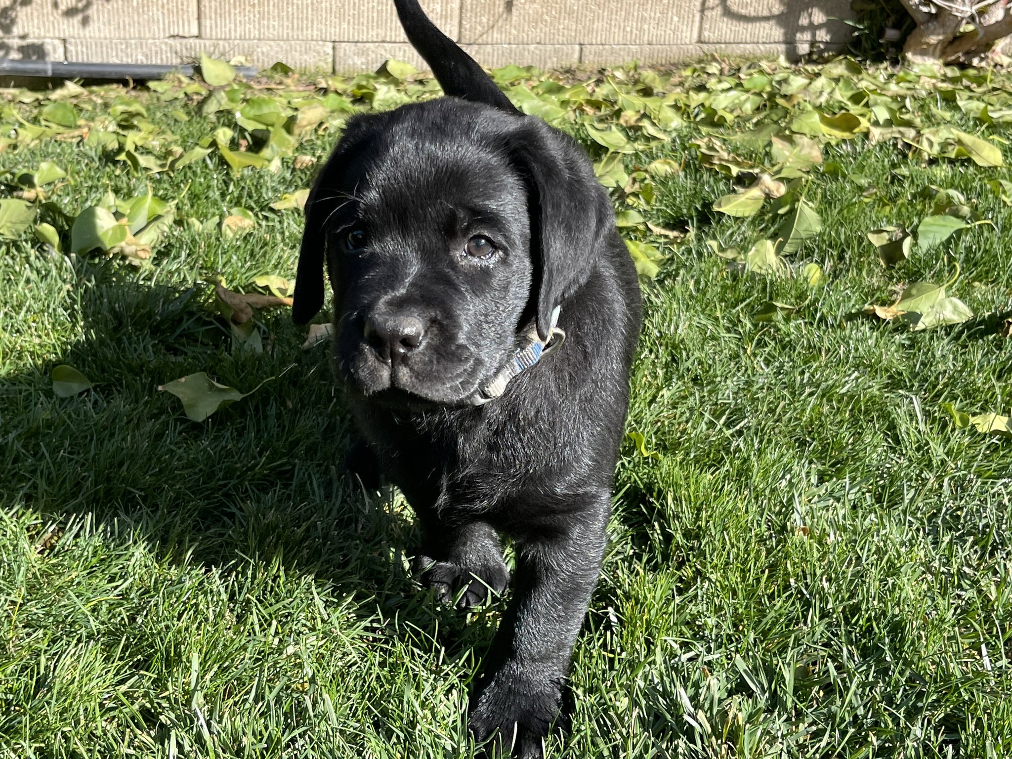 Little Angels Labradors | Manteca CA