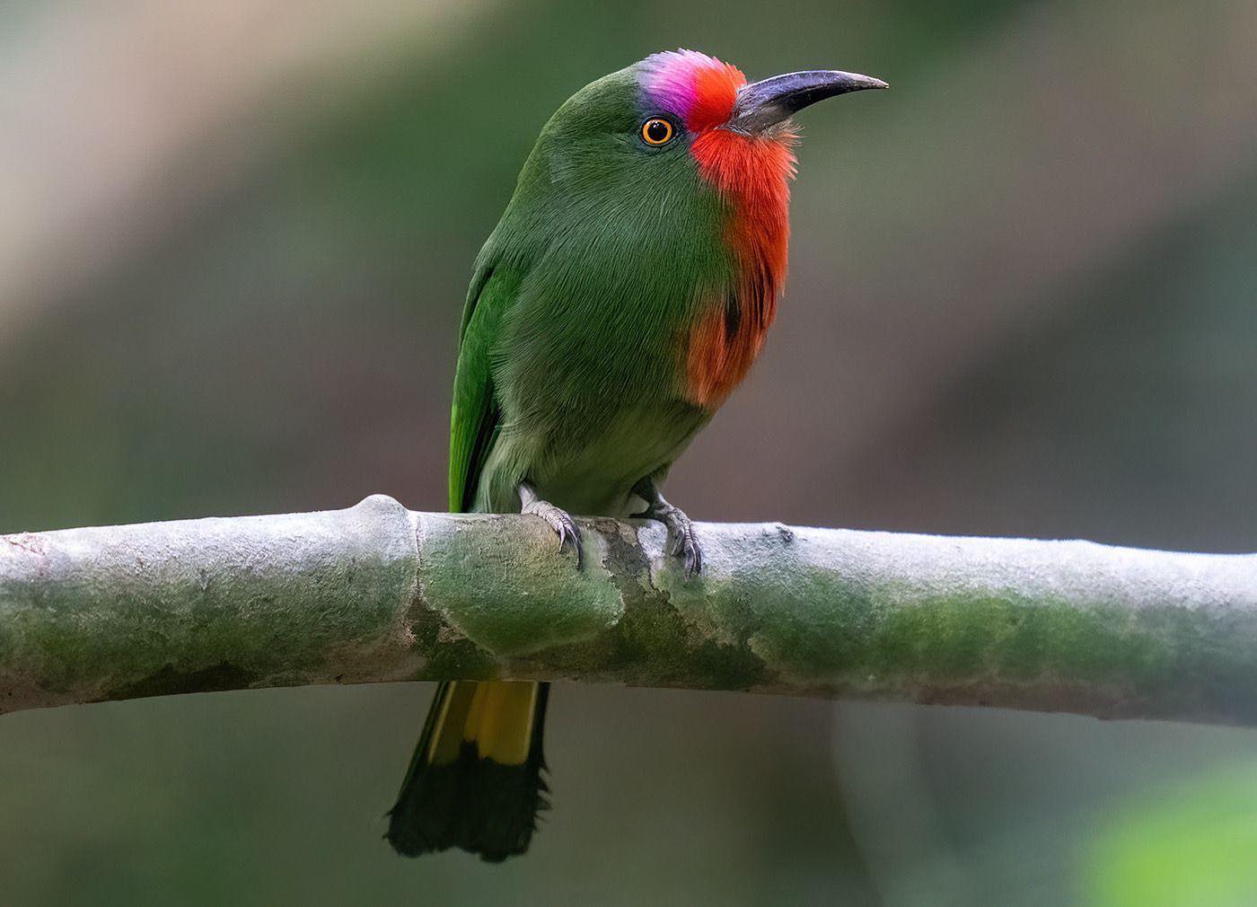 Andrew's - I was very happy to get this female Red-bearded Bee-Eater ...