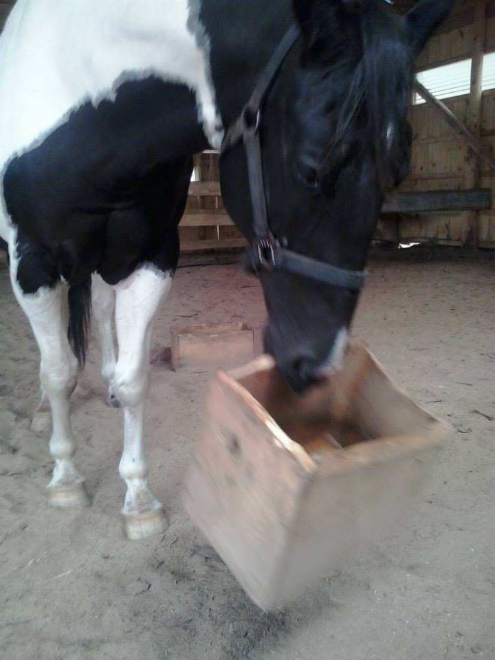 Little Acres Ranch | Richibucto NB