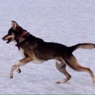 The team had their first run of... - Can Ya Catch Me Kennel | Facebook