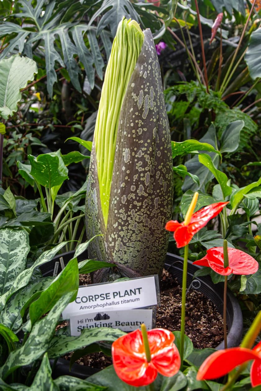 Daily Guardian - LOOK: The rare bloom of a giant and stinky Sumatran ...