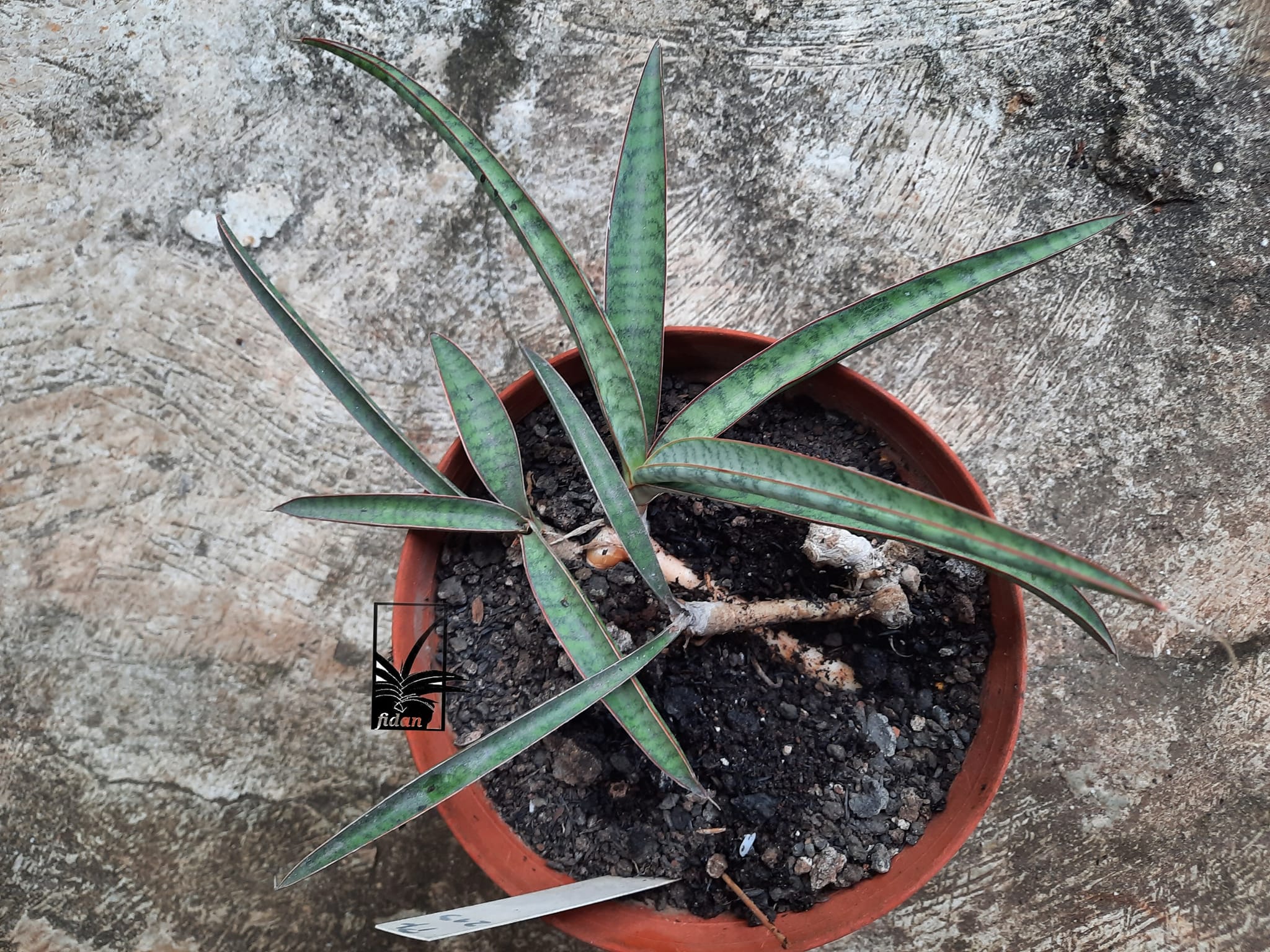Sansevieria scimitariformis r944