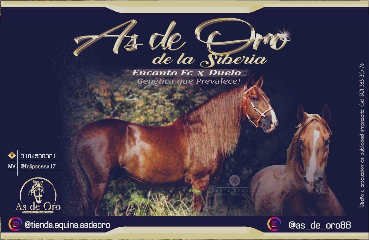 Pack De 3 Jeringas De Pasta Oral Para Prevenir úlceras Gástricas En Caballos – Similar A UlcerGard, Sin Marca