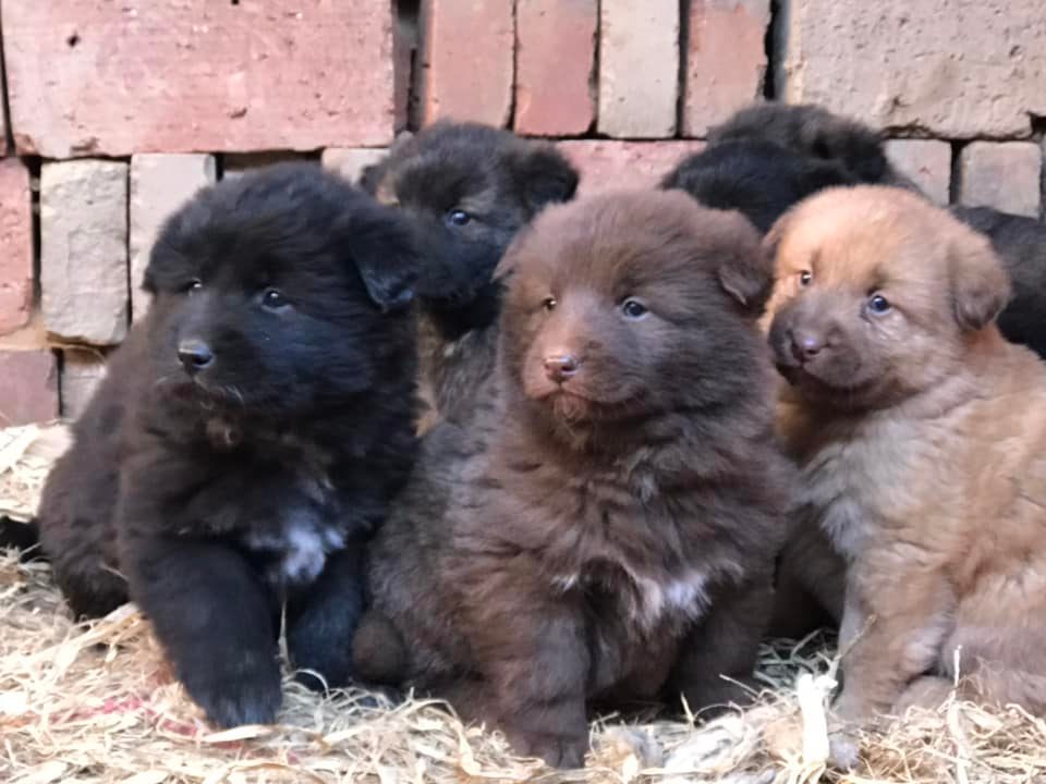 中国太行犬 Chinese Taihang... - 中国太行犬 Chinese Taihang Mountain Dog