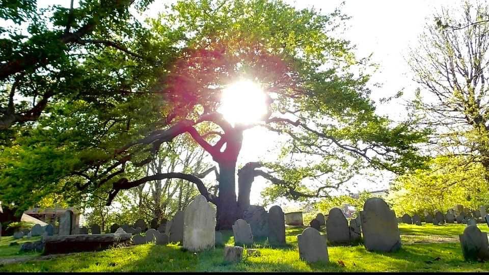 1692 Salem - The Mother Tree is an ancient White Oak in... | Facebook