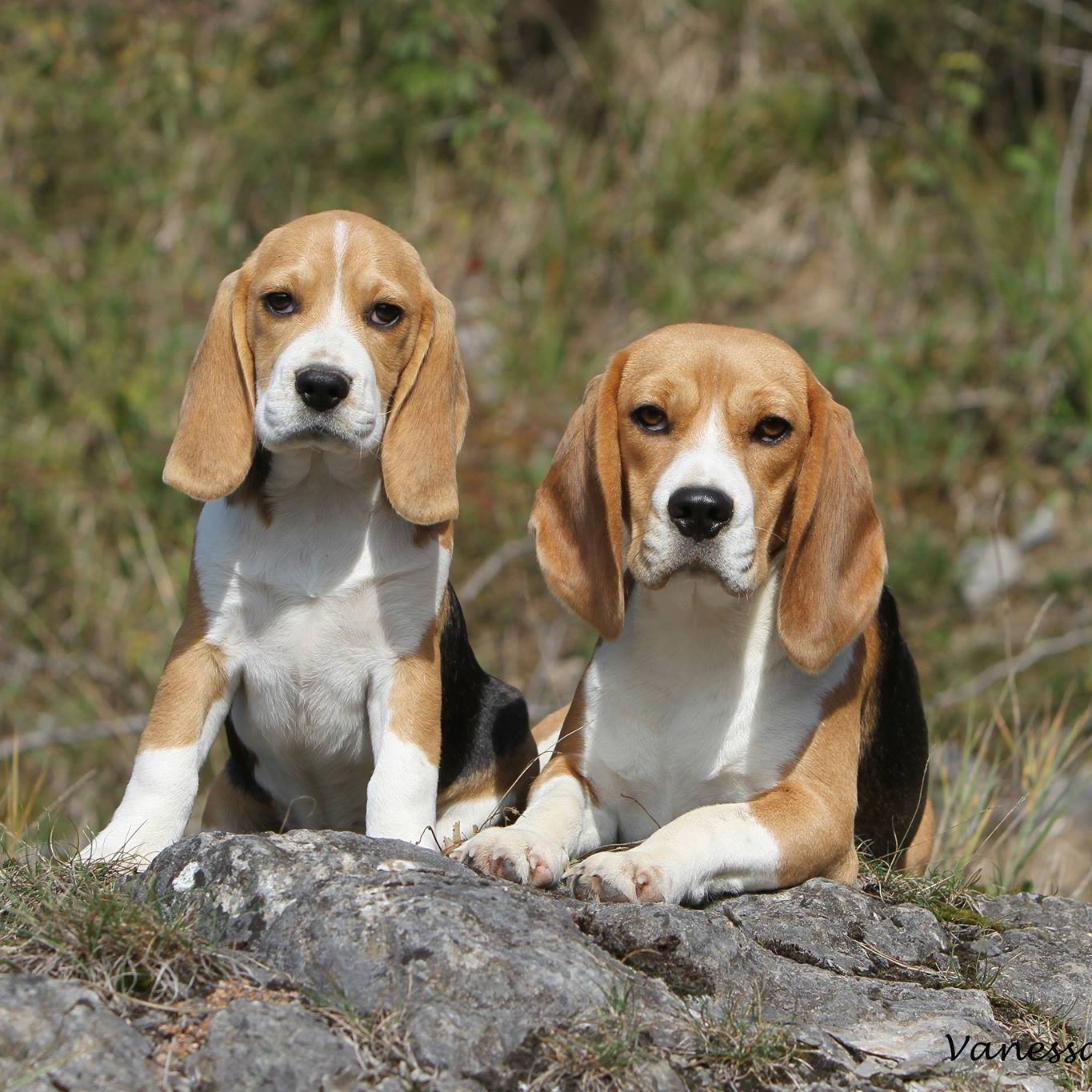 Les Beagles de la Voix du... - Les Beagles de la Voix du Der