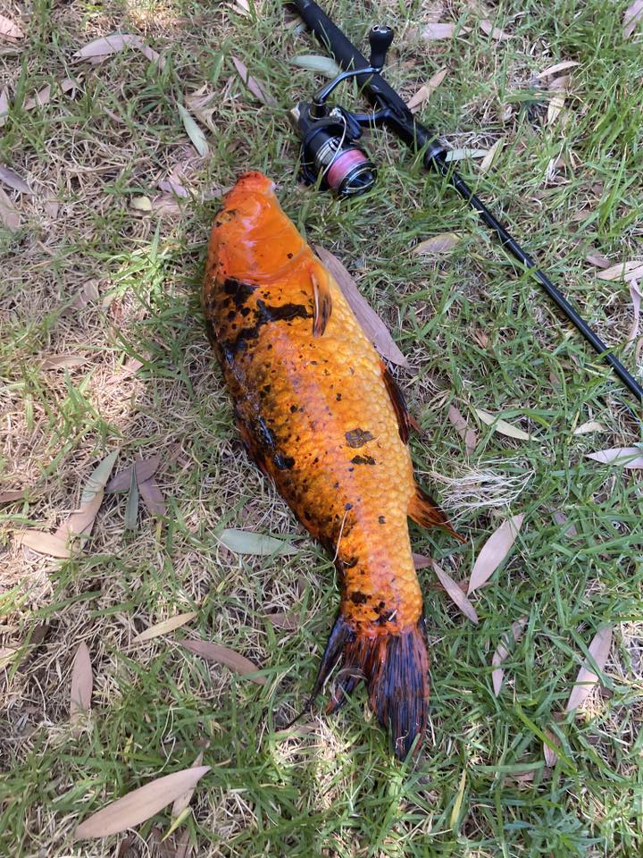 Catch and Release Carp Fishing Perth | Facebook