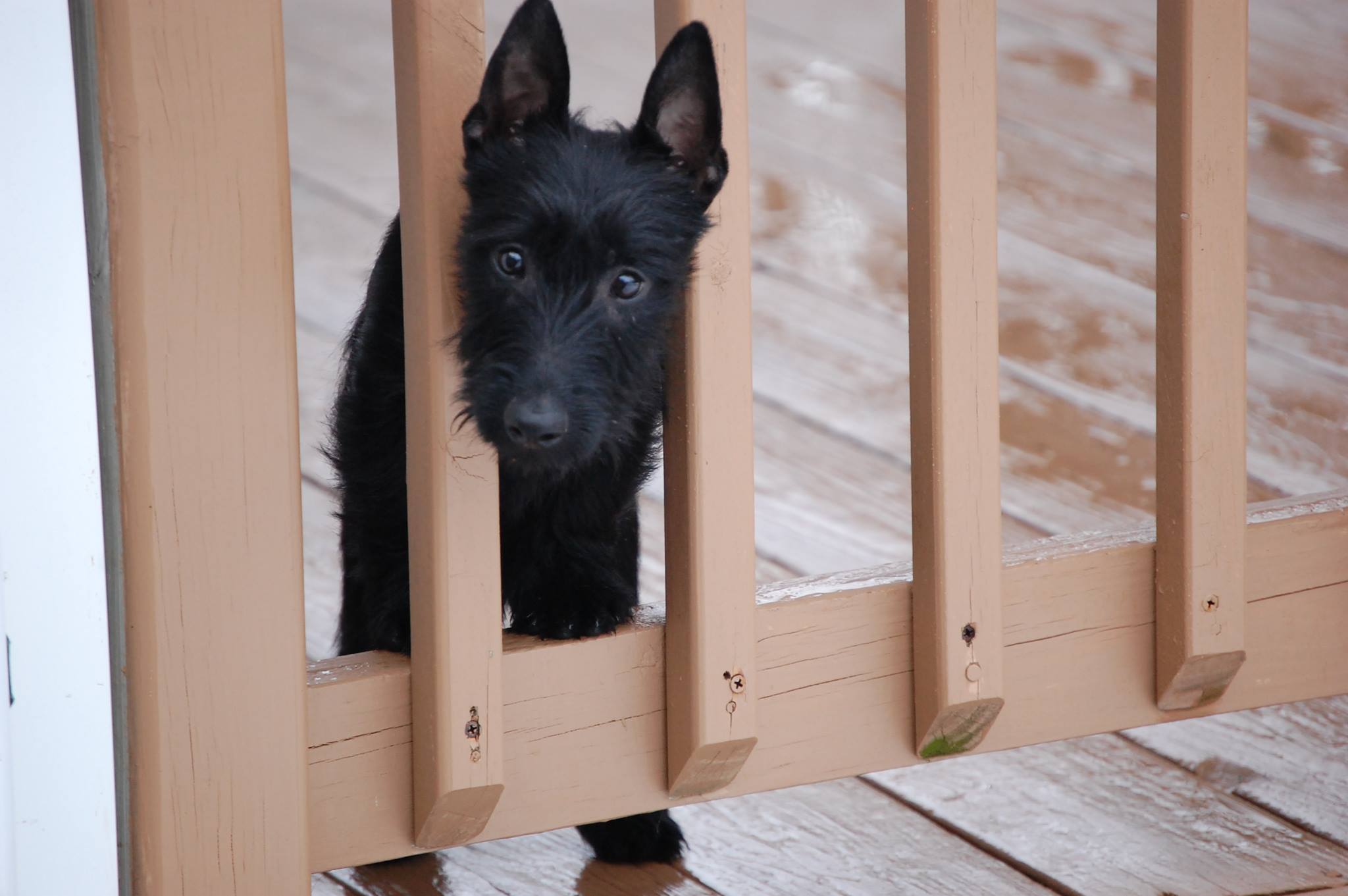 Mid Atlantic Scottish Terrier Education and Rescue - Master | Silver ...