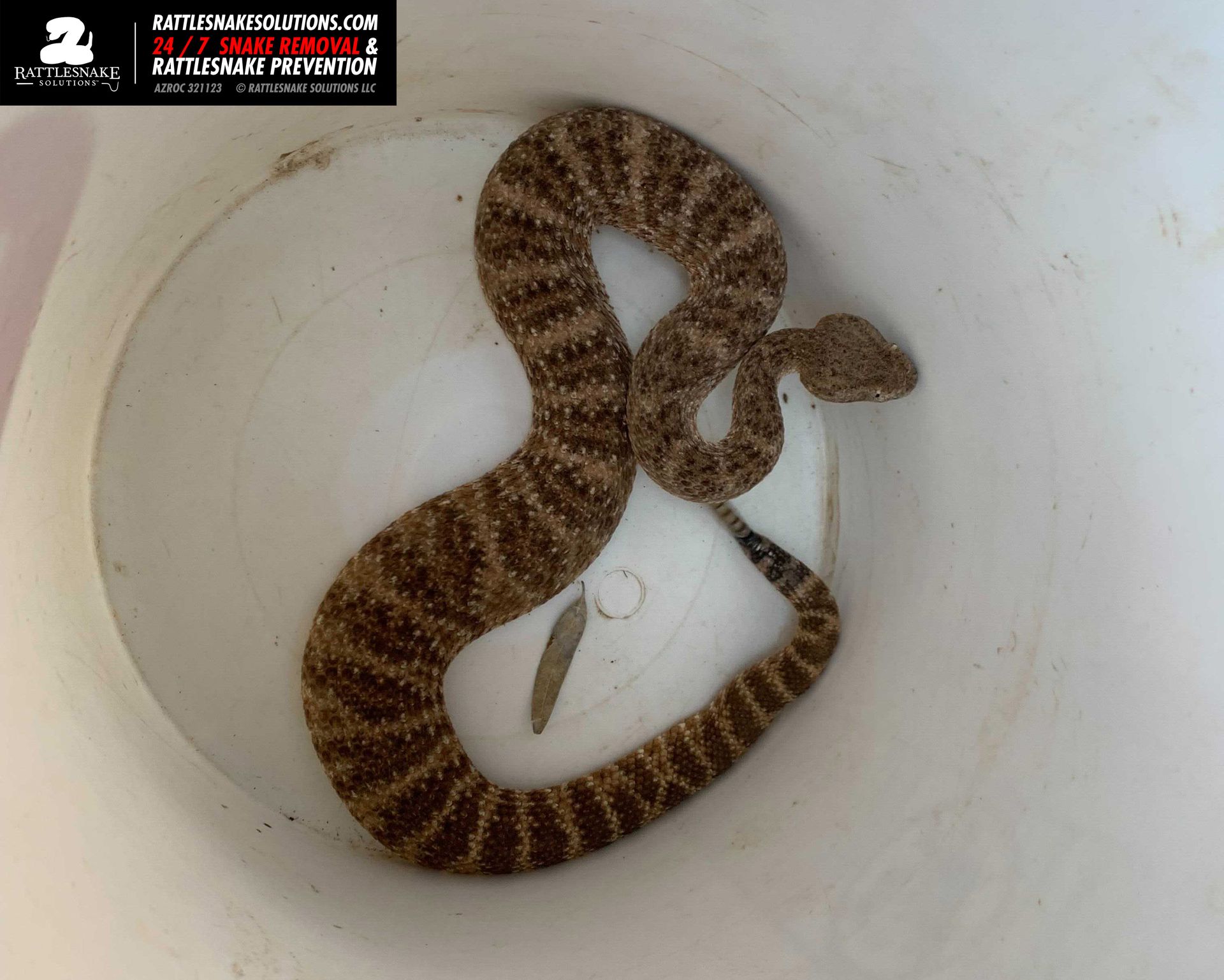 Marissa found this Speckled Rattlesnake in a Phoenix backyard. The
