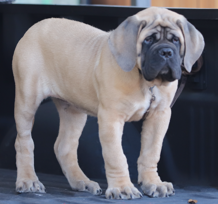 CRW Ranch Mastiffs