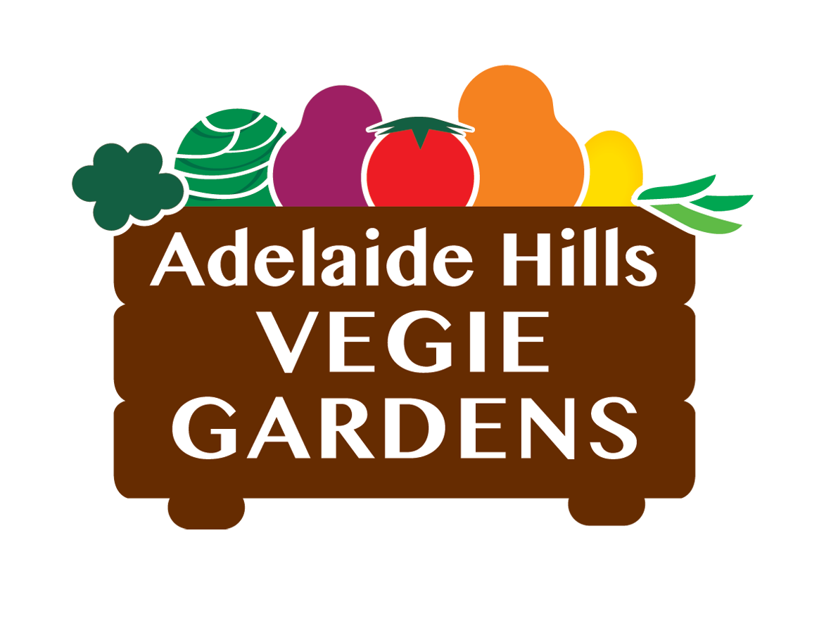 Onions are starting to fatten up nicely. | Adelaide Hills Vegie Gardens