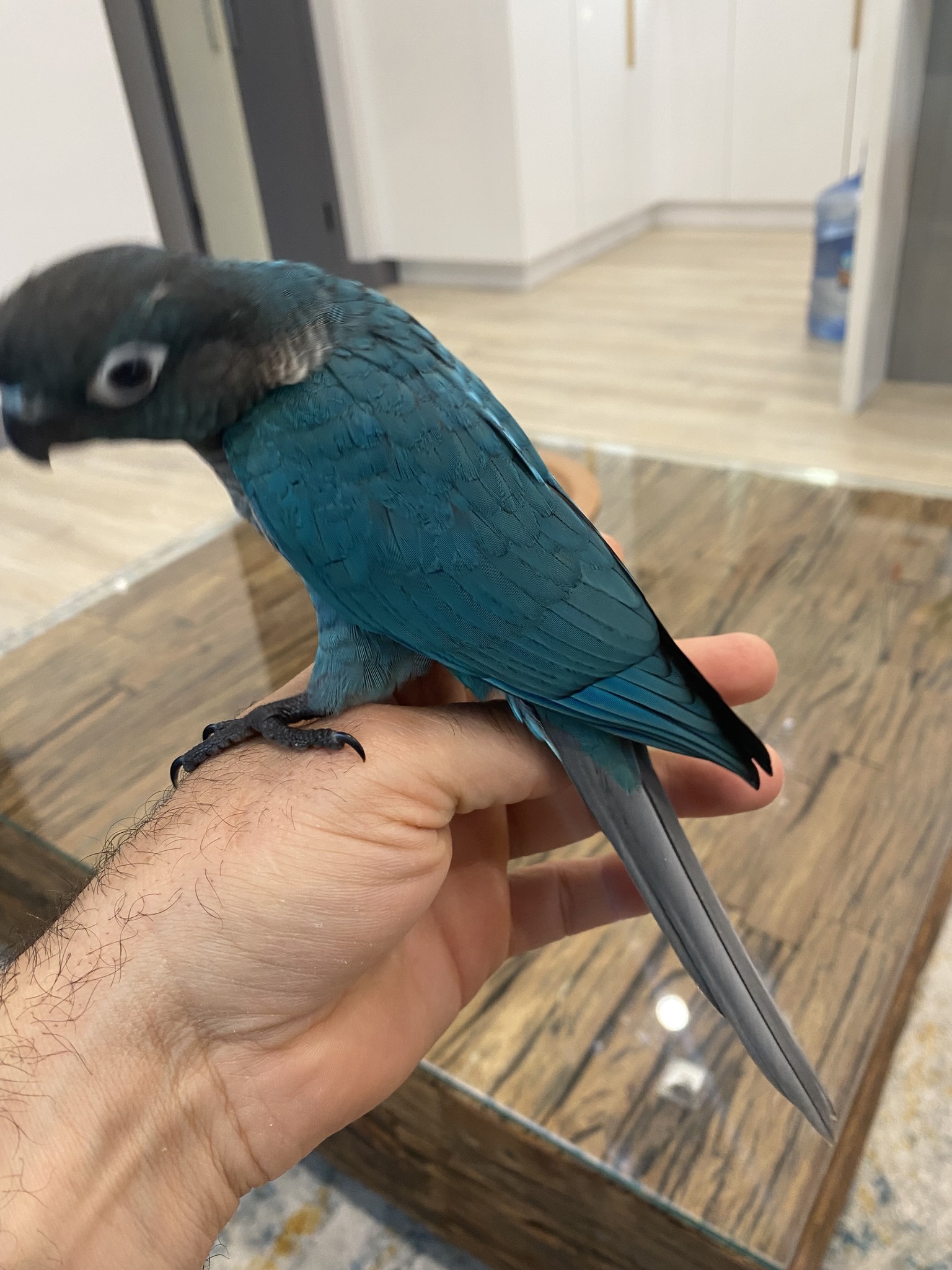 Shadow Ranch Aviary | Sunland-Tujunga CA
