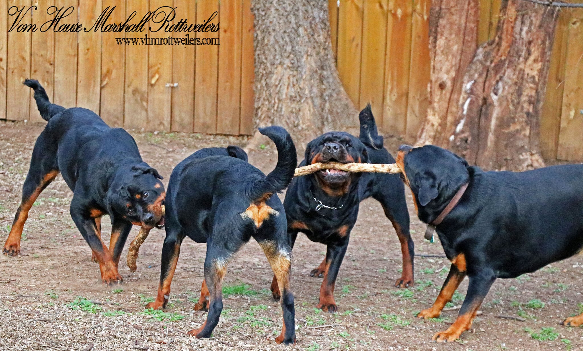 Vom Hause Marshall Rottweilers