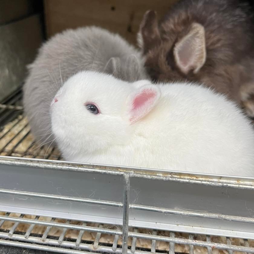 KB Rabbit - ขาวละมุน อ้วนเอ้ย .. 🤣🤣🤣 #kbrabbit...