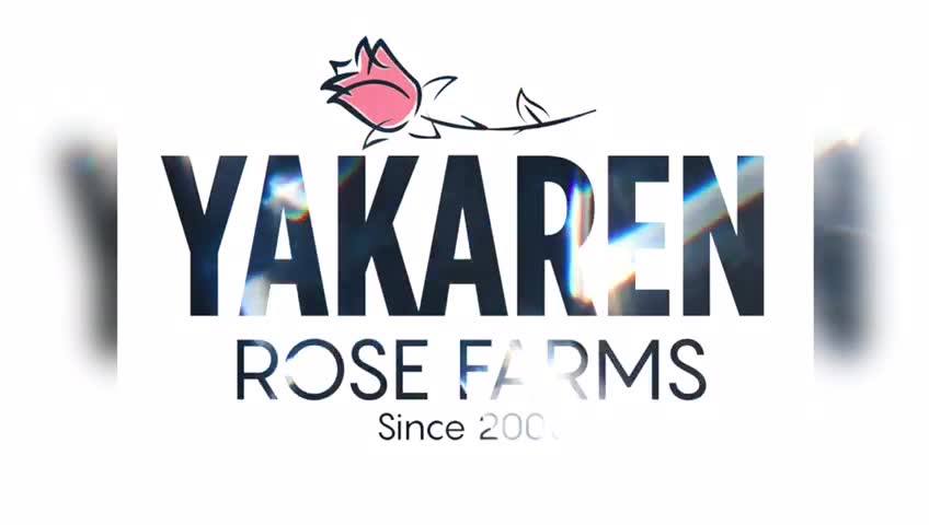 Yakaren Rose Farms | Zipaquirá