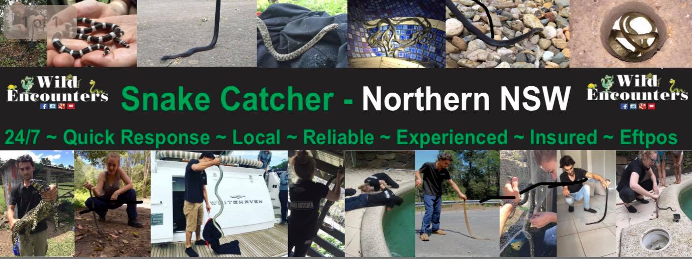 Northern Rivers Snake Catcher