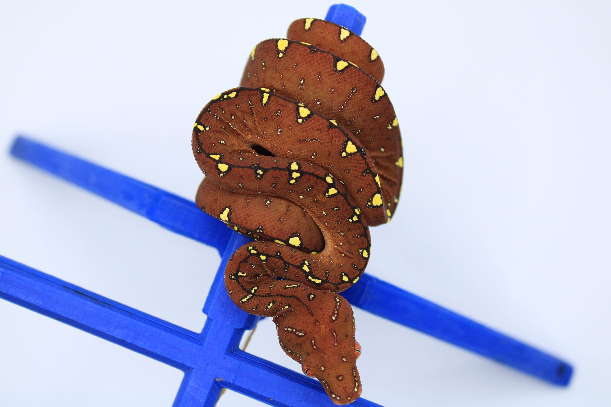 Perched Up Pythons