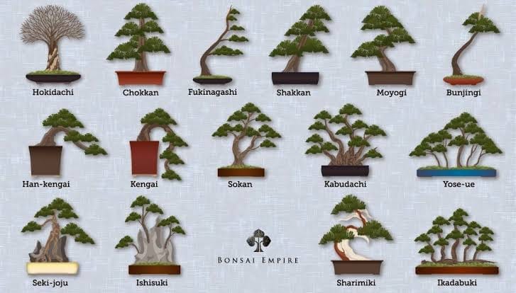 Bonsay Rancah