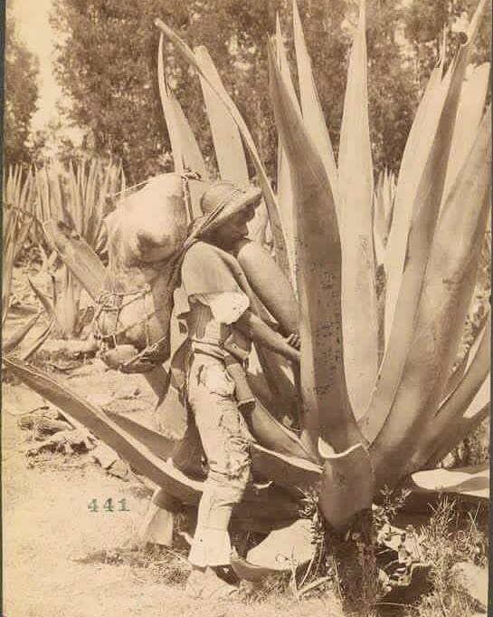 Tlachiquero extrayendo el aguamiel... - Tlatoani Ahuitzotl | Facebook