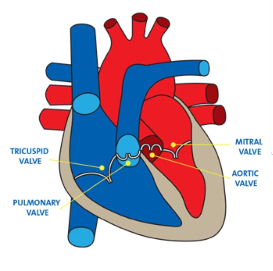Colin's Heart Valve Replacement Journey