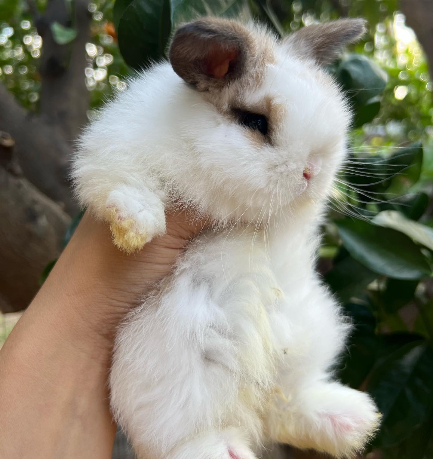 Happy Easter from Fields Farms... - Fields Farms Rabbitry