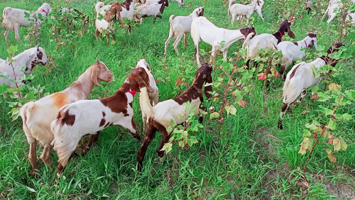 ال زیبی Al-Zaißee Goat Farm | Hyderabad
