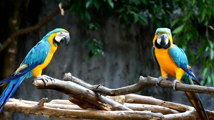 First Parrot - Chanel youtube ada di highlight 👆🏻 #firstparrot # ...
