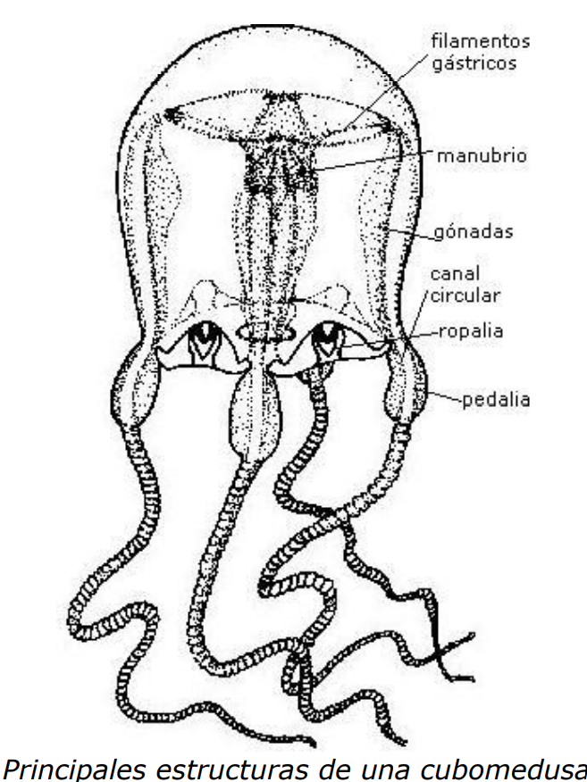 morfolog-a-de-una-cubomedusa-biolog-a-ciencia-de-la-vida