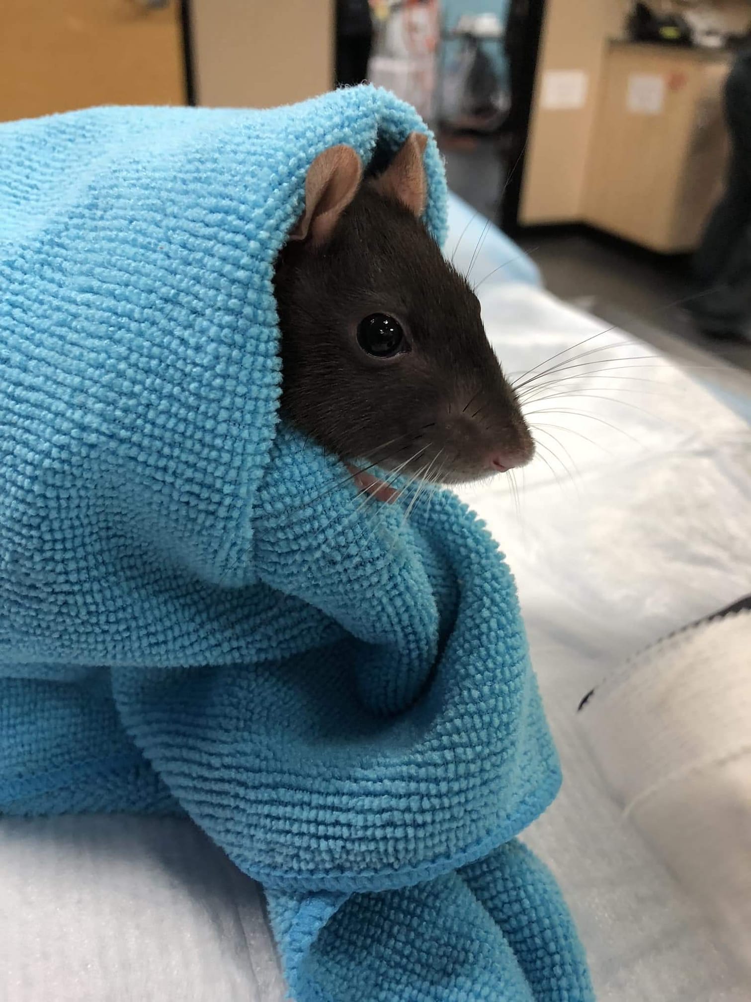 Rat Wrap: Grover knows a snuggly blanket makes everything better.