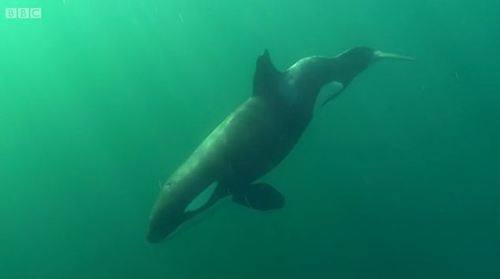 Disabled orca, Stumpy, is fed & cared... - Oceans of Freedom | Facebook