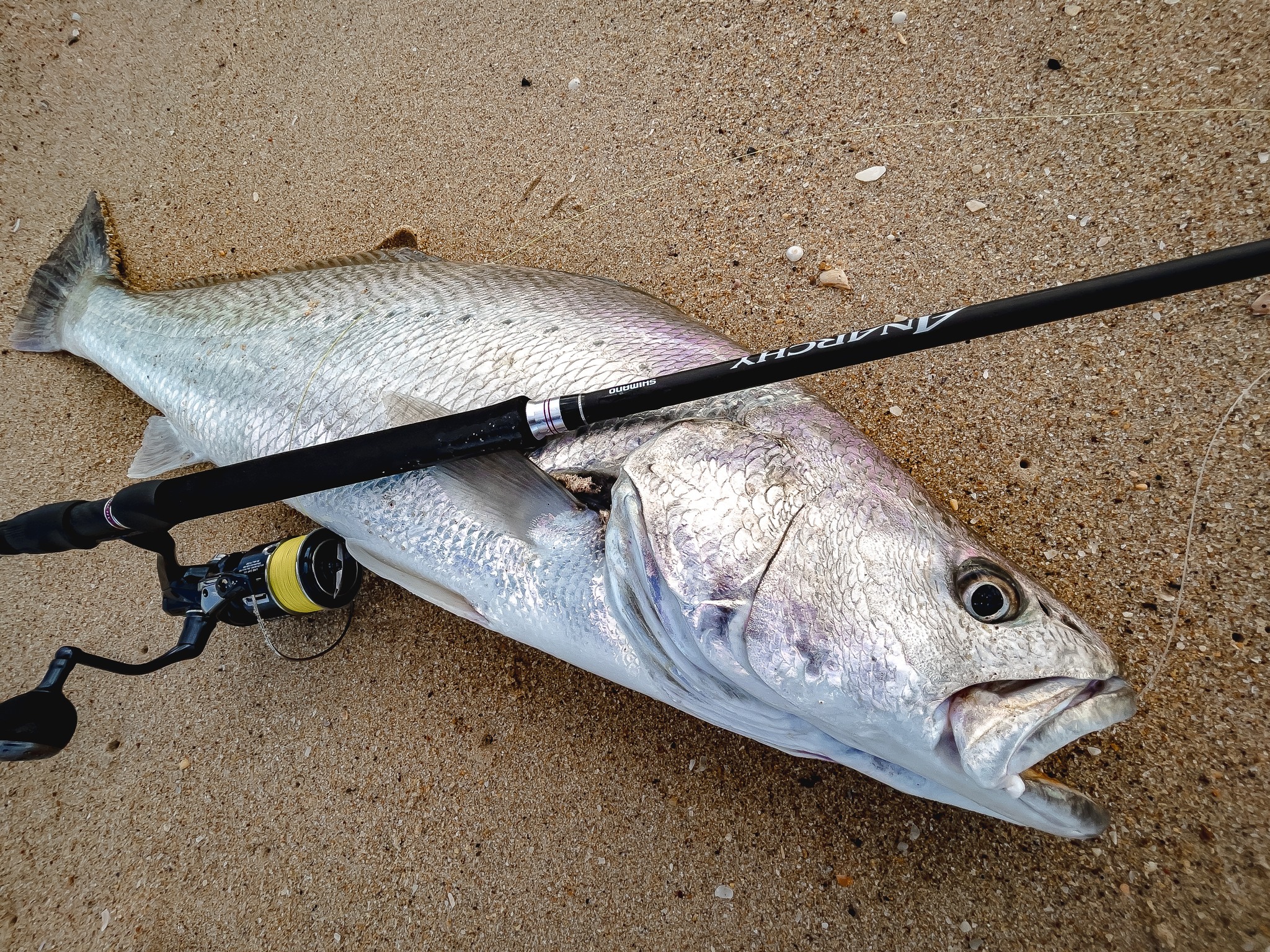 The Anarchy series is designed... - SHIMANO Australia Fishing | Facebook